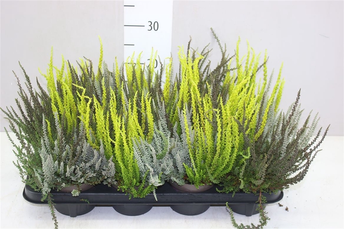 <h4>Calluna G.girls Sunset Trio</h4>