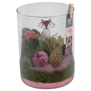 PTHG3372 Arrangementen kamerplanten