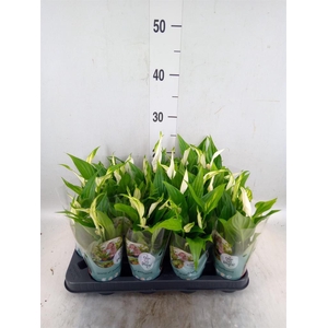 Spathiphyllum  'Pearl Cupido'