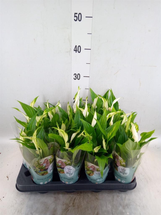 <h4>Spathiphyllum  'Pearl Cupido'</h4>