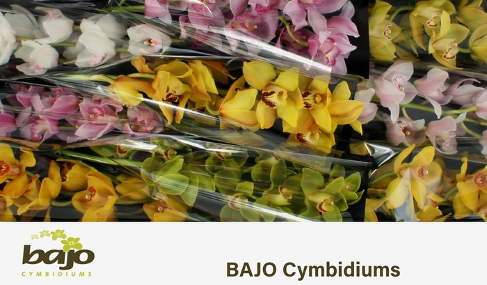 <h4>CYMB T GEM</h4>