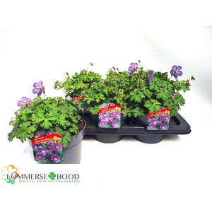 GERAN JOHNSON'S BLUE