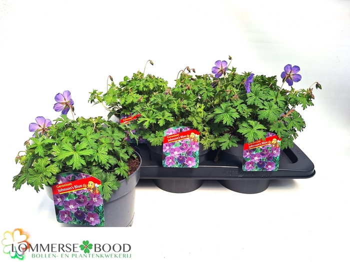 <h4>GERAN JOHNSON'S BLUE</h4>