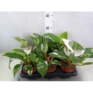 Philodendron   ...