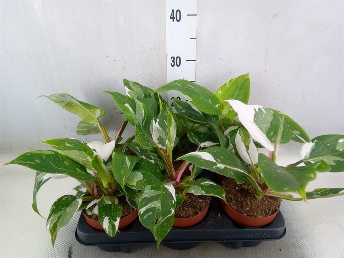 <h4>Philodendron   ...</h4>