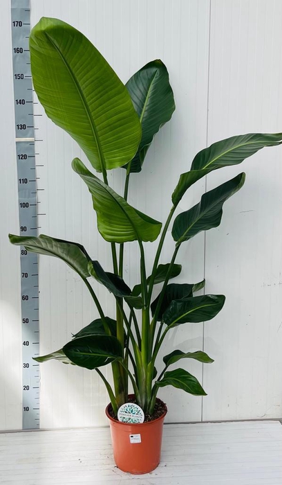 <h4>STRELITZIA NICOLAI</h4>