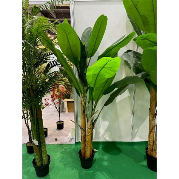 <h4>Plant Musa 200cm in pot green</h4>