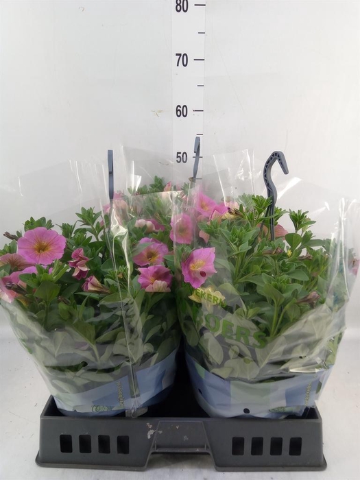 <h4>Petunia   ...</h4>