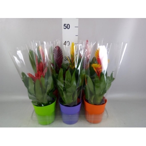Vriesea   ...mix 6