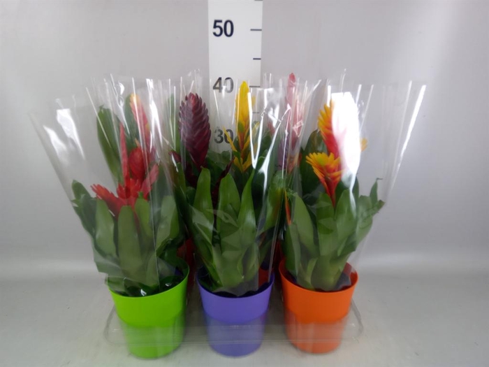 <h4>Vriesea   ...mix 6</h4>