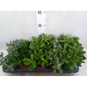 Crassula   ...mix