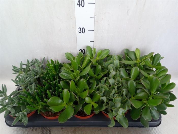 <h4>Crassula   ...mix</h4>