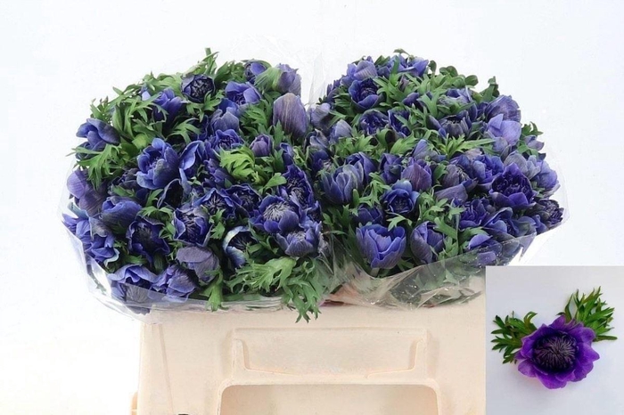 <h4>Anemone Fullstar Deep Blue</h4>
