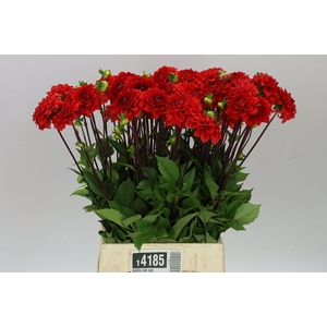 Dahlia Red Cap A2