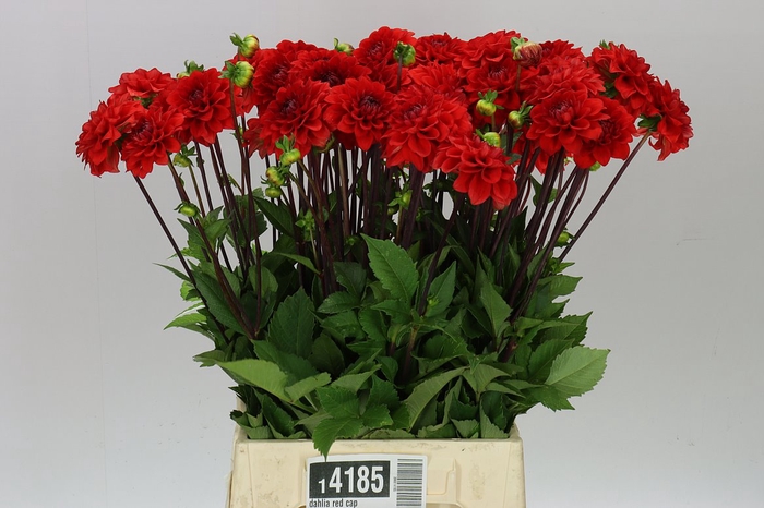 <h4>Dahlia Red Cap A2</h4>