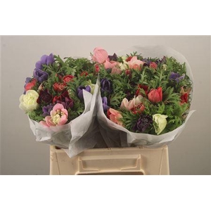 Anemone Levante Mixed In Bunch