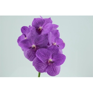 Vanda Ni Hot Fuchsia