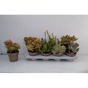 Crassula Mixed 12Ø 22cm