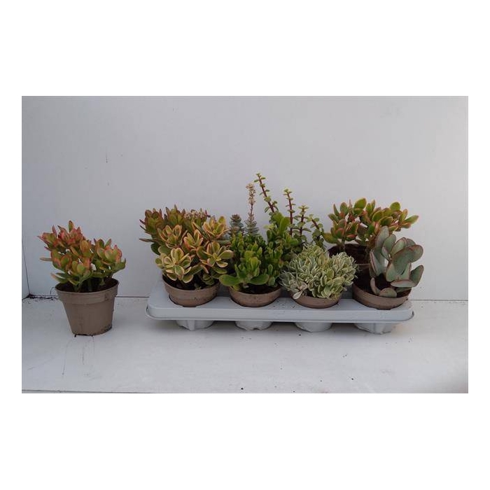 <h4>Crassula Mixed 12Ø 22cm</h4>