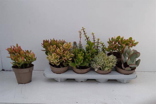 Crassula Mixed 12Ø 22cm
