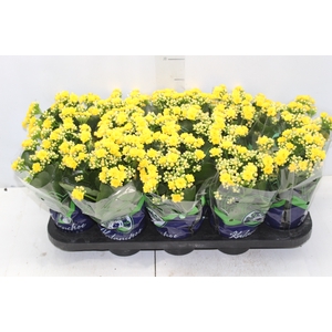 KALANCHOE DOBRADO P11 AMARELO