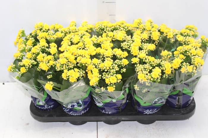 <h4>KALANCHOE DOBRADO P11 AMARELO</h4>