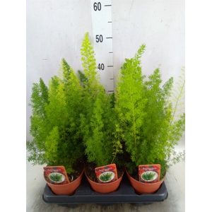 Asparagus dens. 'Meyers'