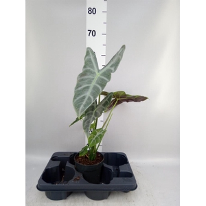 Alocasia   ...
