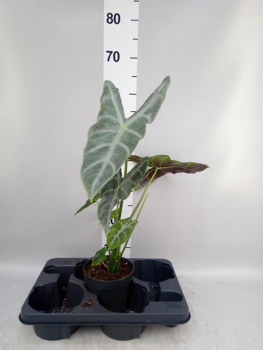 <h4>Alocasia   ...</h4>