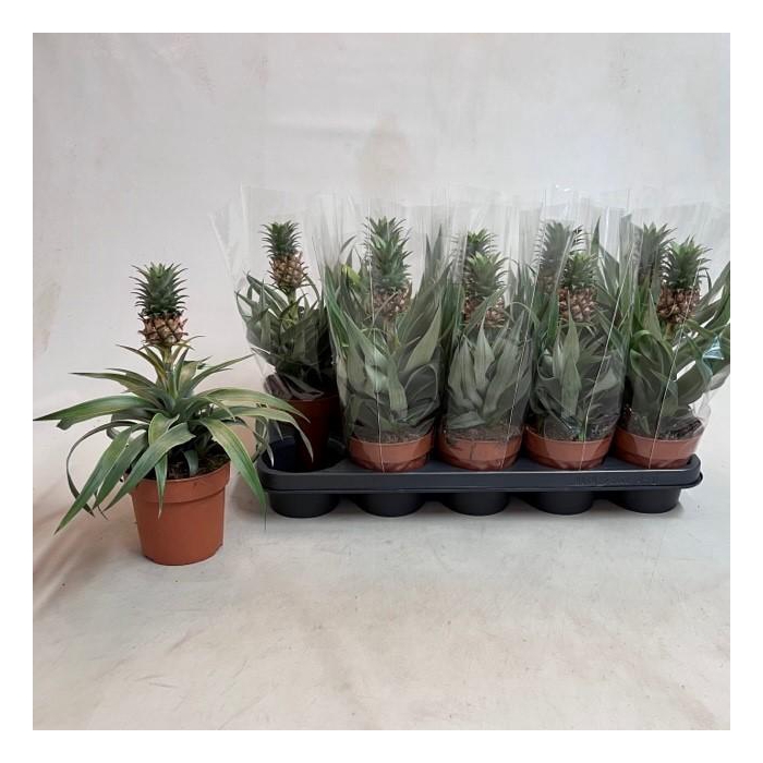 <h4>ANANAS MI AMIGO</h4>