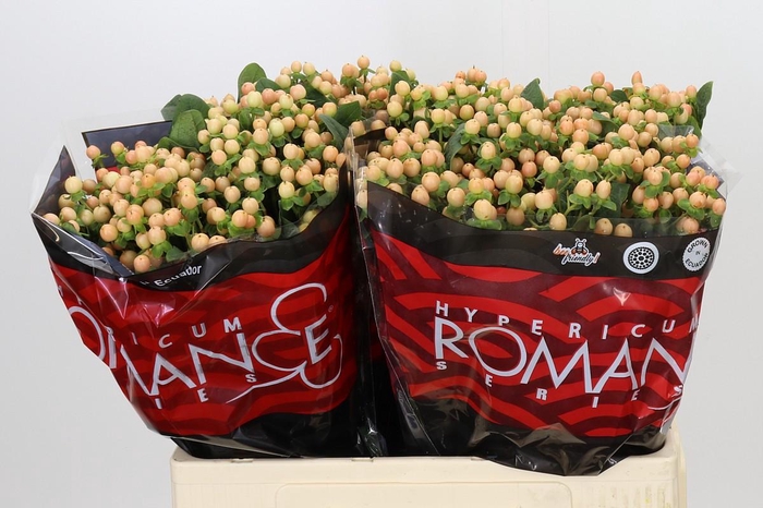 <h4>Hypericum Mellow Romance</h4>