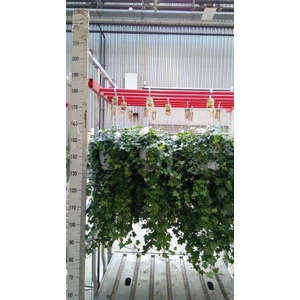 Hedera helix 'Pittsburgh'