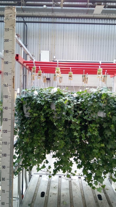 <h4>Hedera helix 'Pittsburgh'</h4>