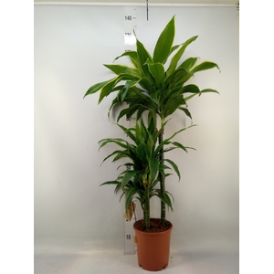 Dracaena fr de 'Art'