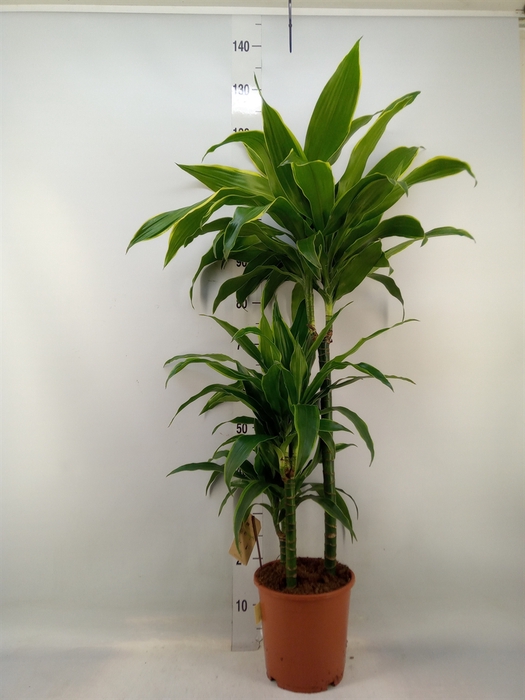 <h4>Dracaena fr de 'Art'</h4>