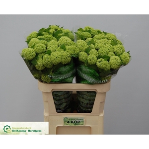 VIBURNUM ROSEUM ST