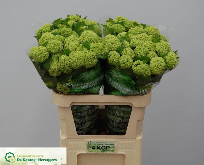 <h4>Viburnum Greenhouse 4 Kop Koning</h4>