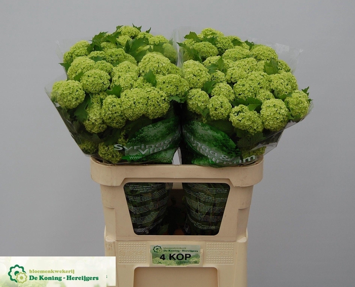 <h4>VIBURNUM ROSEUM ST</h4>