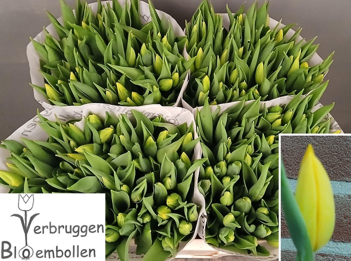 <h4>TU EN STRONG GOLD</h4>