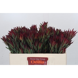 Leucadendron Blush Spray