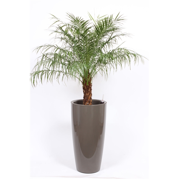 <h4>Phoenix roebelenii in Santorini pot "taupe"</h4>