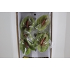 ANTHURIUM PISTACHE 15/18 050 CM DIAM MIN 15 CM VERDE