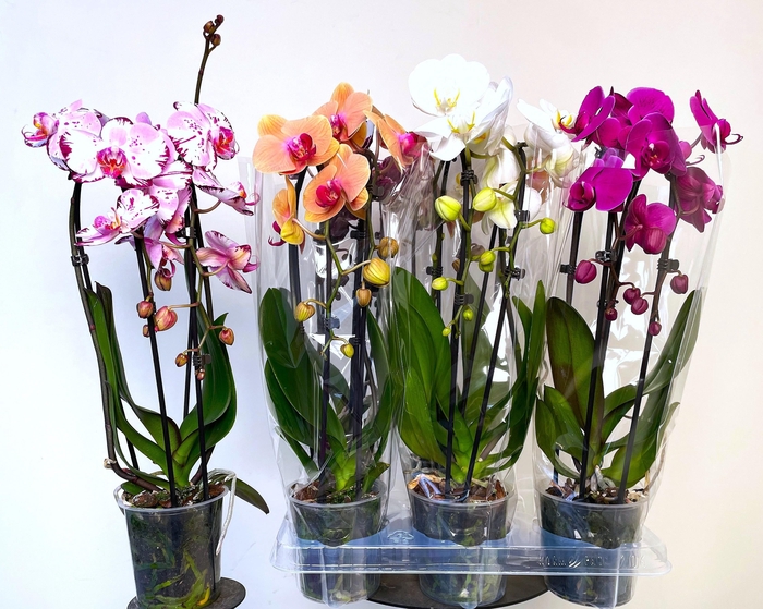 <h4>PHAL EL CASCADE</h4>