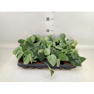 Scindapsus pictus 'Silvery Ann'