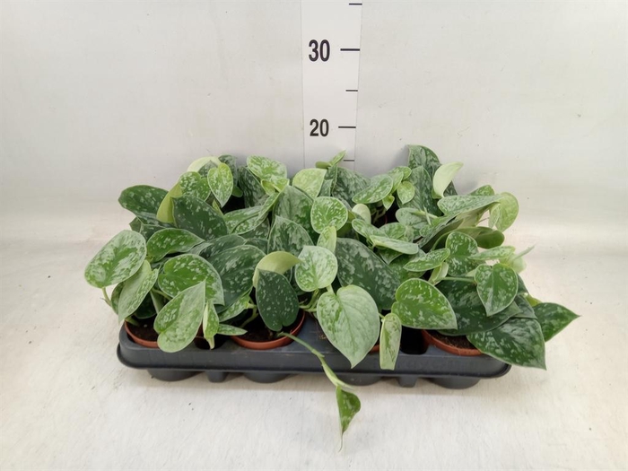 <h4>Scindapsus pictus 'Silvery Ann'</h4>