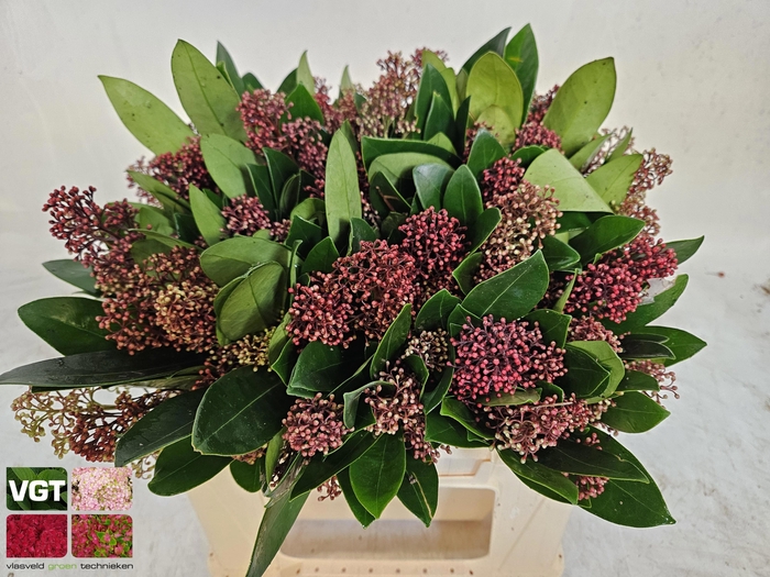 <h4>SKIM J RUBELLA BS</h4>