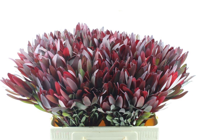 <h4>Leucad Saf Sunset Ex</h4>