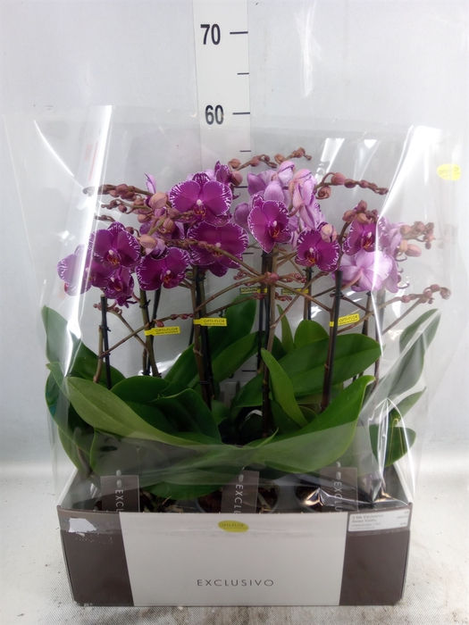 <h4>Phalaenopsis multi.   ...lilac</h4>