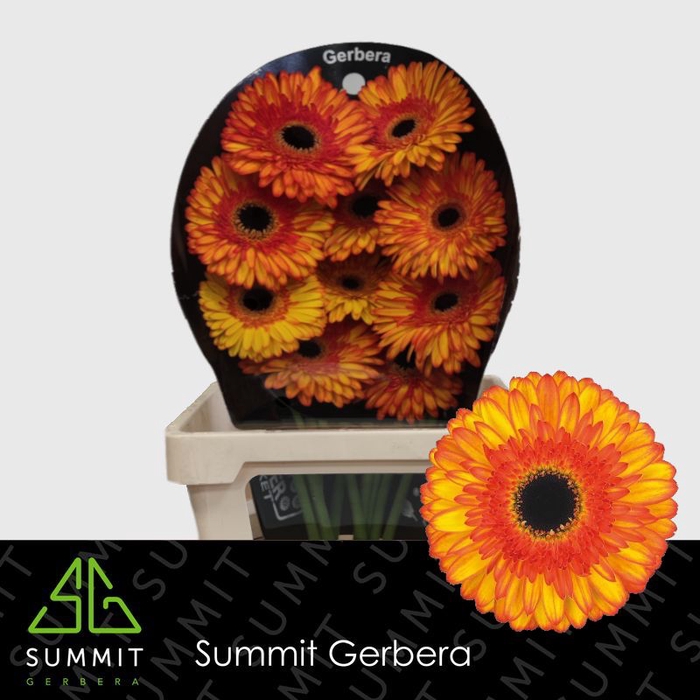 Gerbera Spotlight Flowerracket