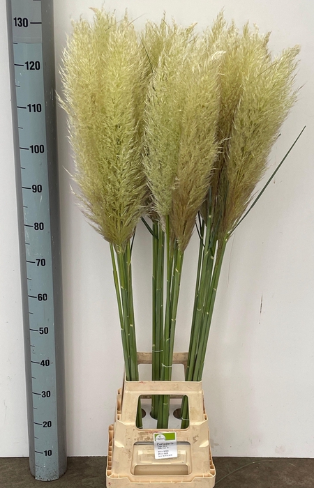<h4>Cortaderia Fresh 130cm</h4>